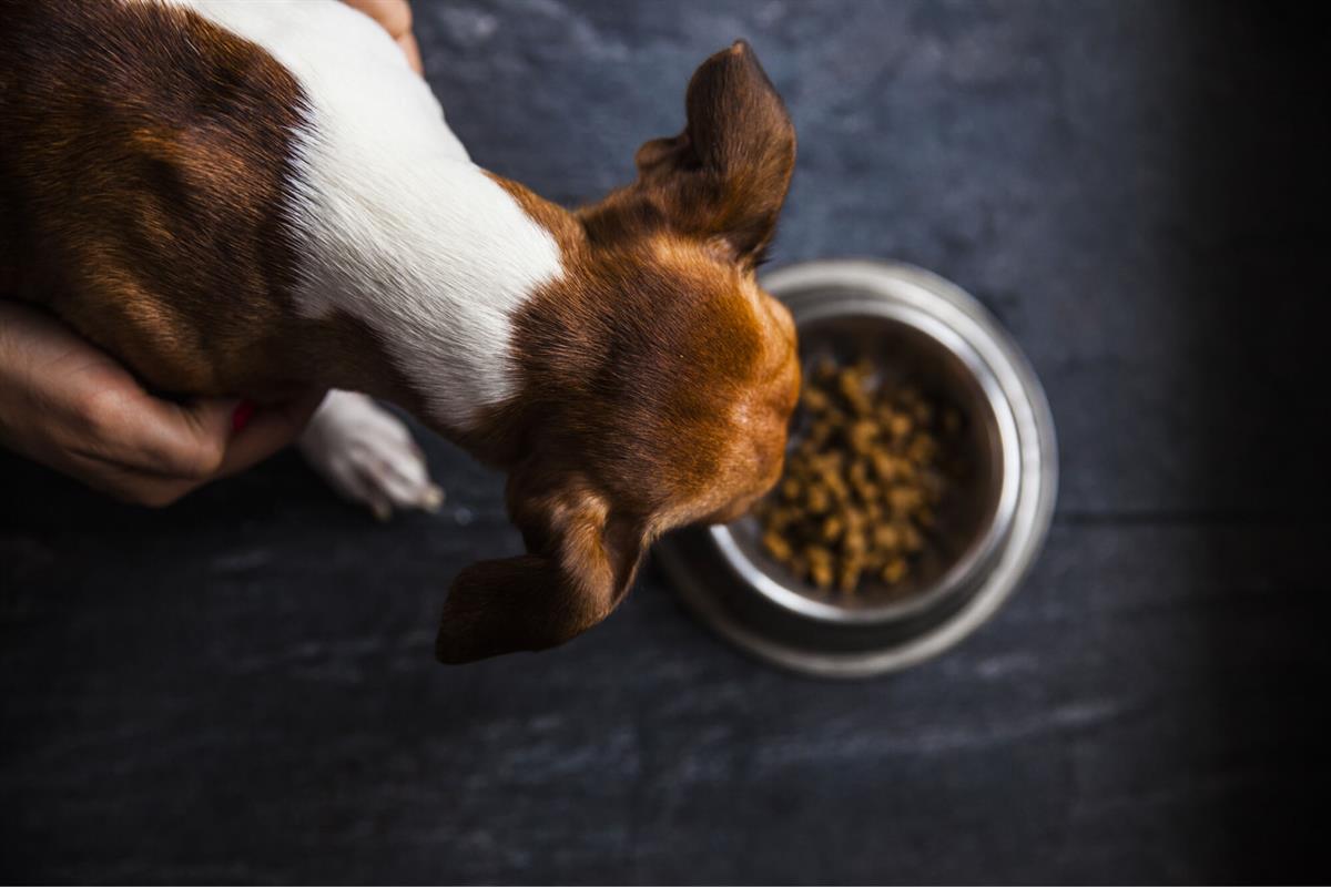 Selecting dog bowls according to their temperament and breed